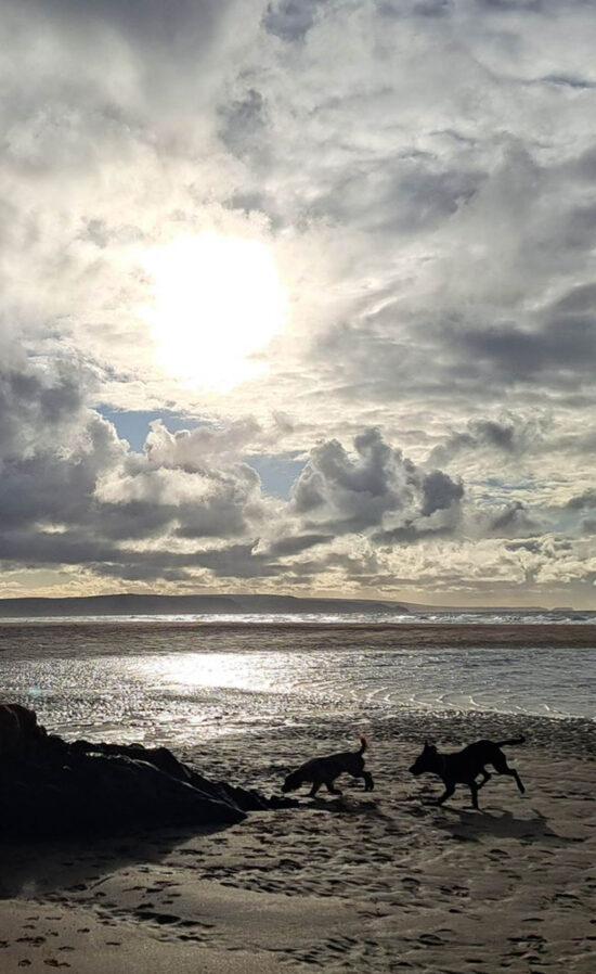 Broomhill Manor Dog friendly holidays at the manor portrait