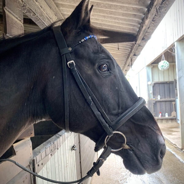 Broomhill Manor Holiday Cottages Bude Cornwall Horse Riding