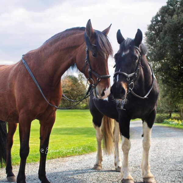 Broomhill Manor Holiday Cottages Bude Cornwall Horse Riding