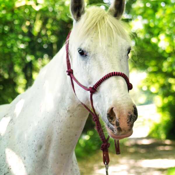 Broomhill Manor Holiday Cottages Bude Cornwall Horse Riding