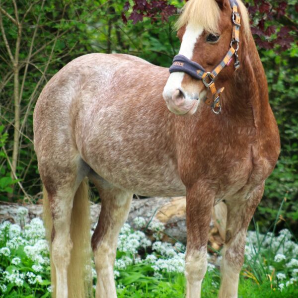 Broomhill Manor Holiday Cottages Bude Cornwall Horse Riding
