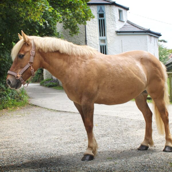 Broomhill Manor Holiday Cottages Bude Cornwall Horse Riding