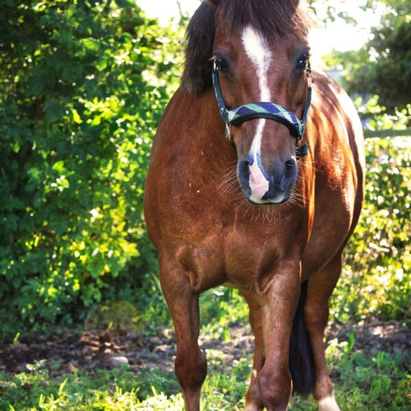 Broomhill Manor Holiday Cottages Bude Cornwall Horse Riding