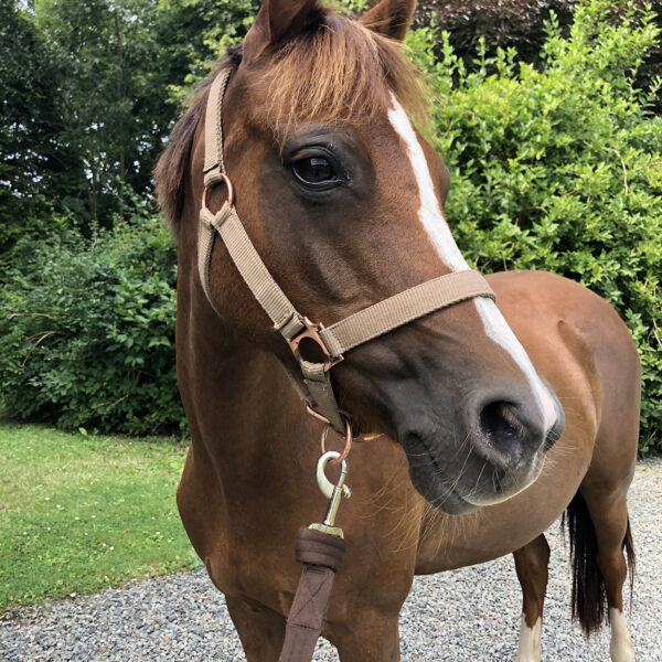 Broomhill Manor Holiday Cottages Bude Cornwall Horse Riding