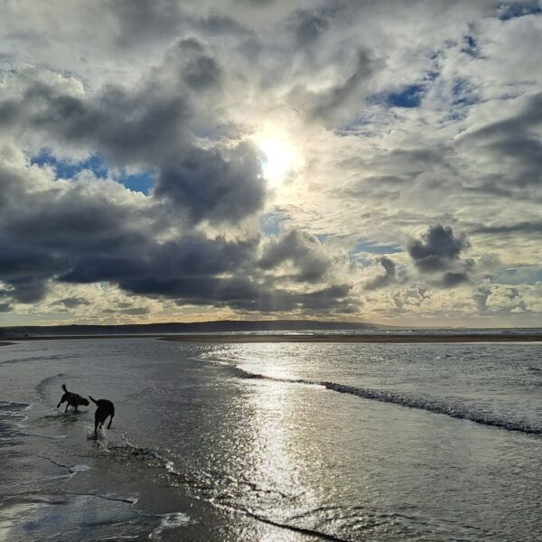 Dog Friendly Holidays 2 At Broomhill Manor Holiday Cottages Bude Cornwall