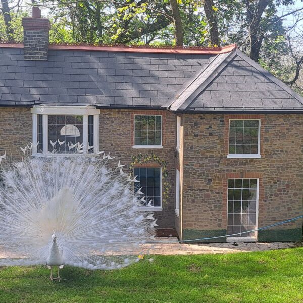 Trigger the Peacock In front Of Baby Broomhill At Broomhill Manor Holiday Cottages Bude Cornwall