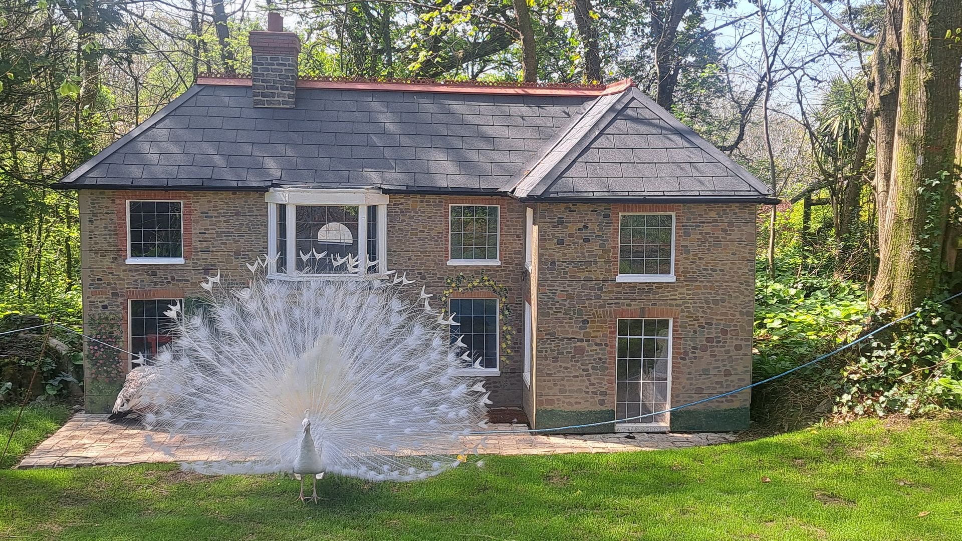 Trigger the Peacock In front Of Baby Broomhill At Broomhill Manor Holiday Cottages Bude Cornwall